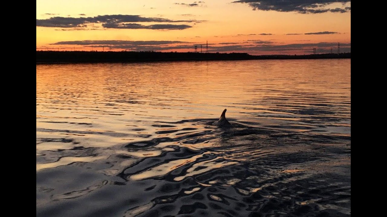 В річку Південний Буг з Чорного моря заплив дельфін