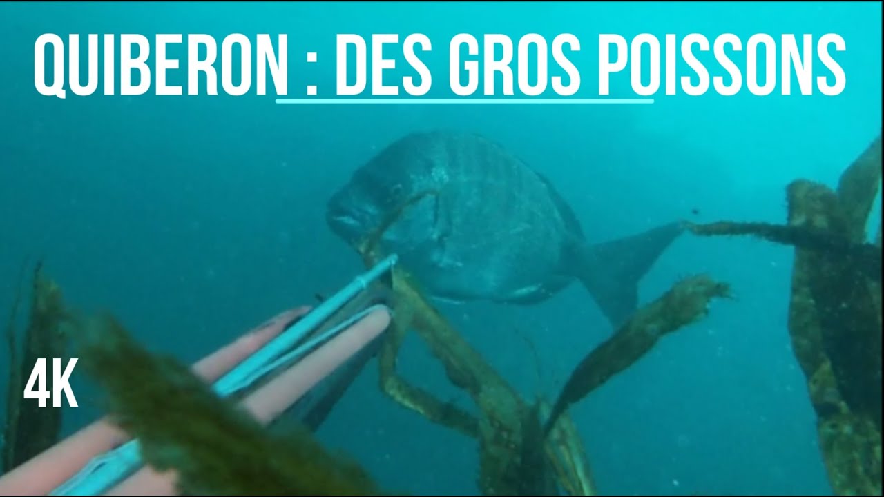 Chasse sous marine à Quiberon: Des gros sars (Bretagne - Morbihan)