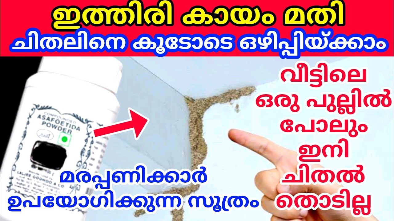 ചിതലിനെ കൂടോടെ ഇല്ലാതാക്കാൻ വീട്ടിൽ തന്നെ കിടിലൻ ഉപായം | How to avoid termite problem| chithal