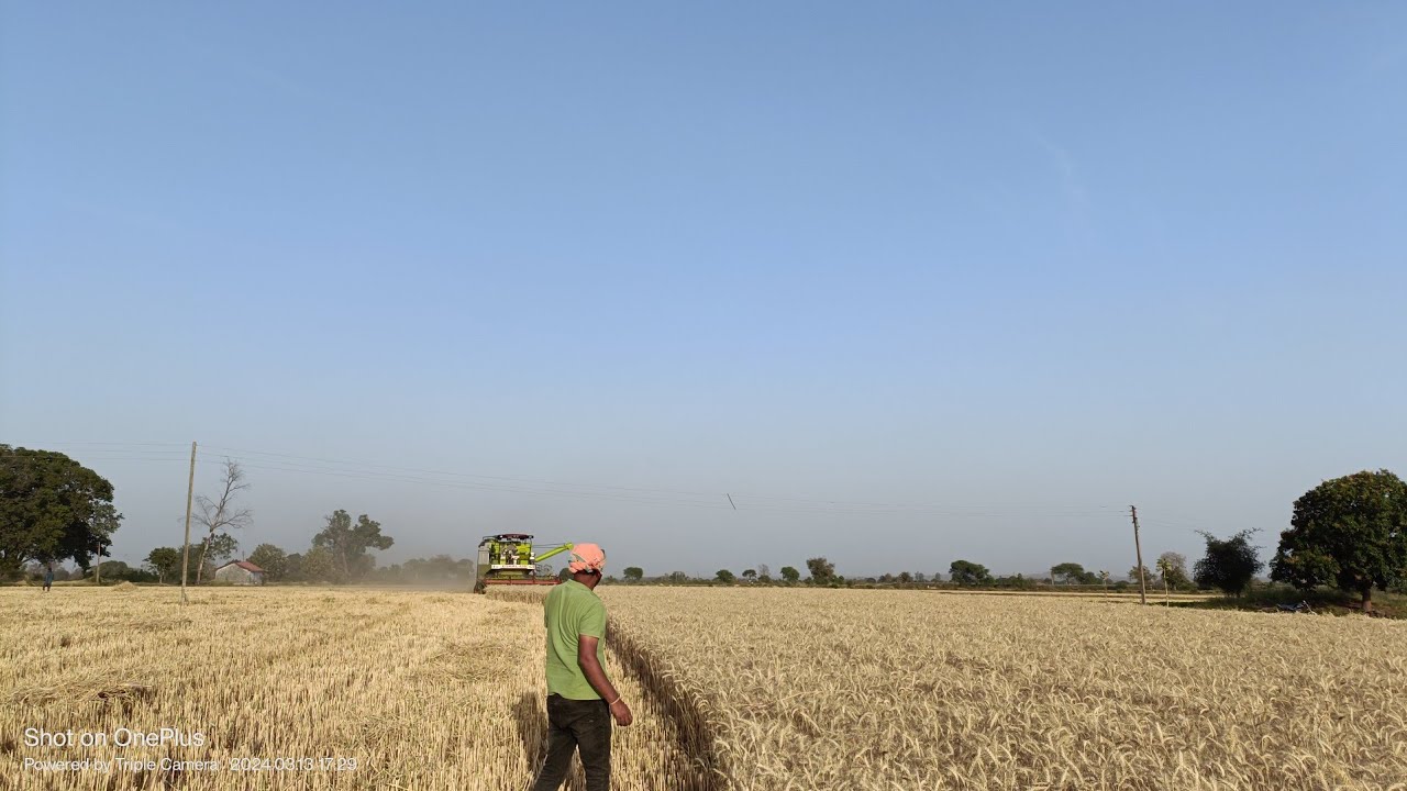 hi1650 pusa ojaswi | hi1650पूसा ओजस्वी का कीतना उत्पादन है | hi1650 wheat variety yield | hi1650