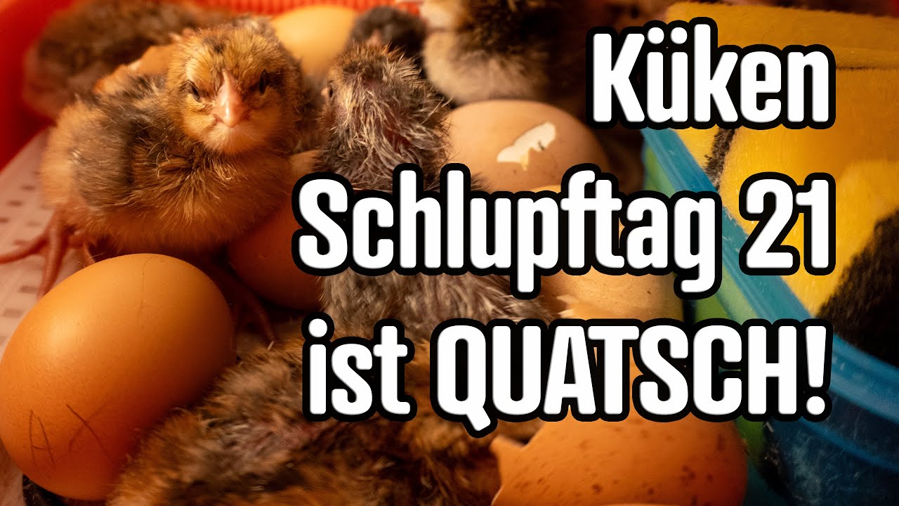 Schlupftag bei Hühner Küken ist Bruttag 19, 20, 21, 22, 23 ?