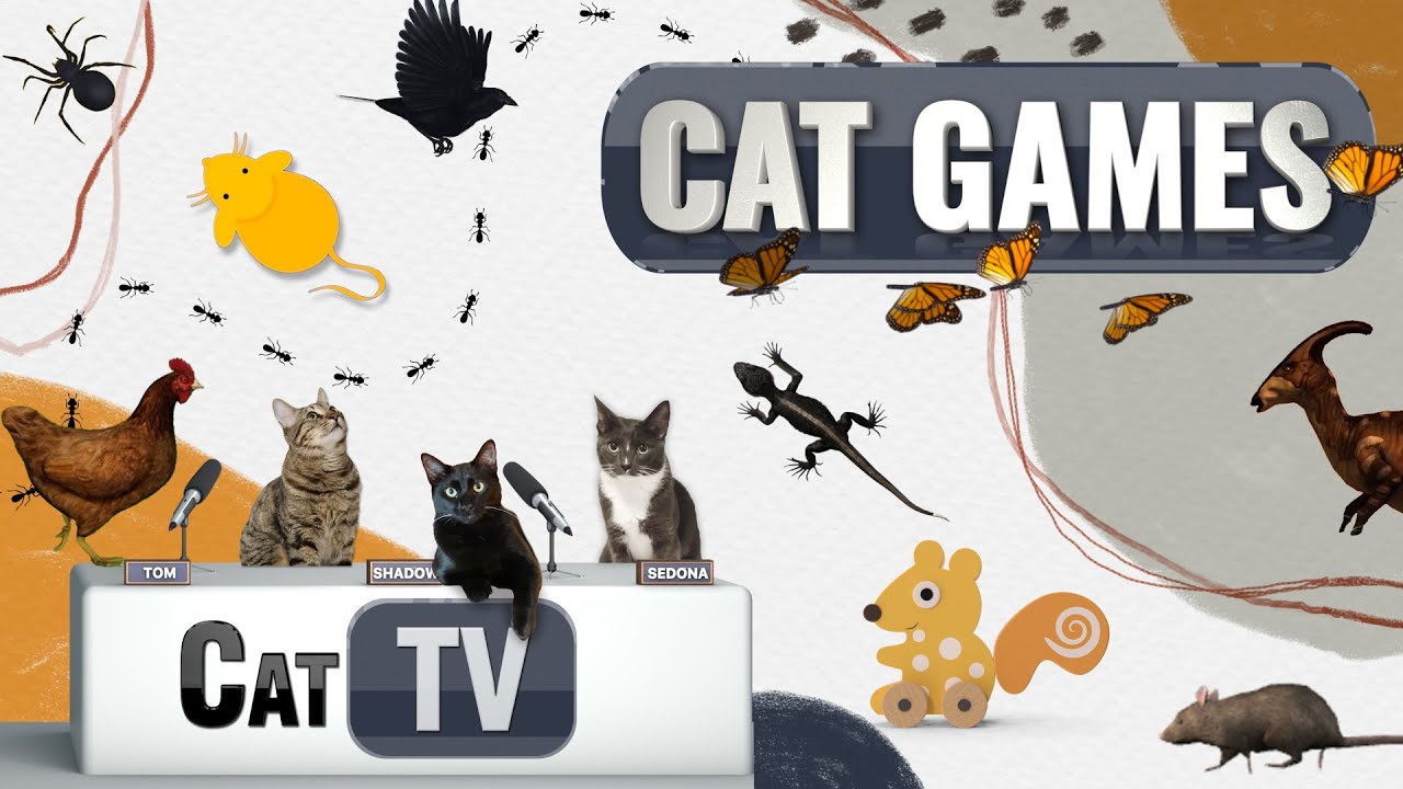 Кошачьи игры | Лучшая подборка Cat TV, том 10 | 1 ЧАС 🐱📺🐔🦋🐁🦎🦟🎾🐟