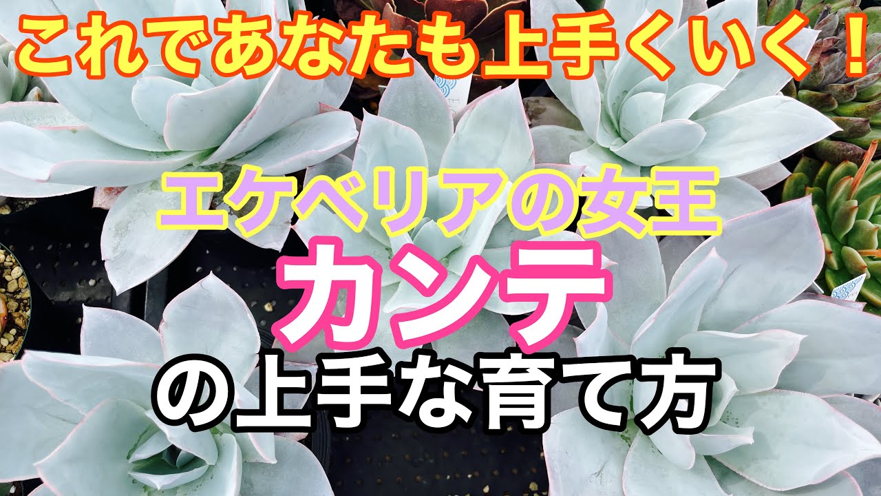 【多肉植物】これをやったら、上手に育てれるようになりました！