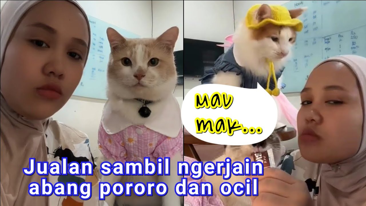 Jualan sambil ngerjain abang pororo dan ocil 😁 #pororo #kucingpororo #cicichania