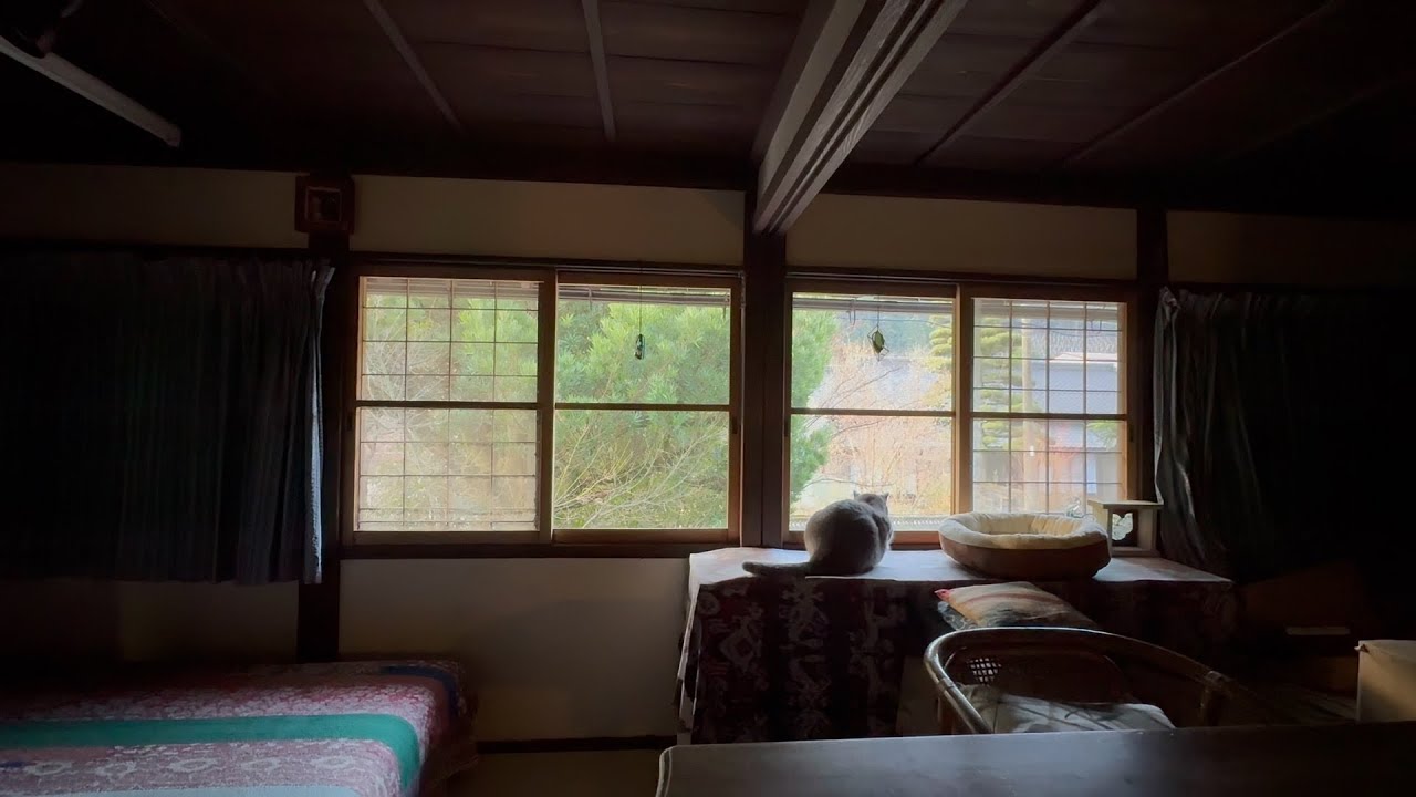 暖かな朝..  おばあちゃんと一緒に2階に上がり..  おじいちゃんに挨拶してから朝ごはんを順に食べて..  デザート3本貰って水飲んで..  窓から外を眺める猫・・・
