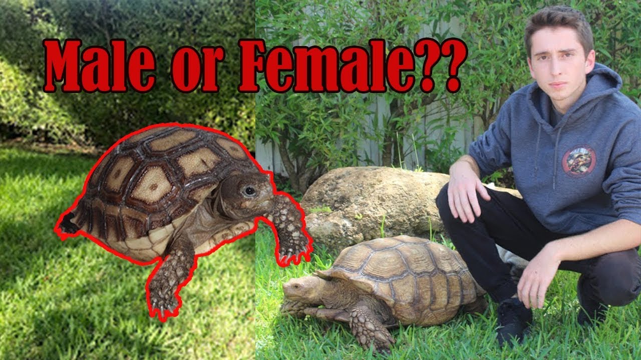 How to Sex your Sulcata Tortoise