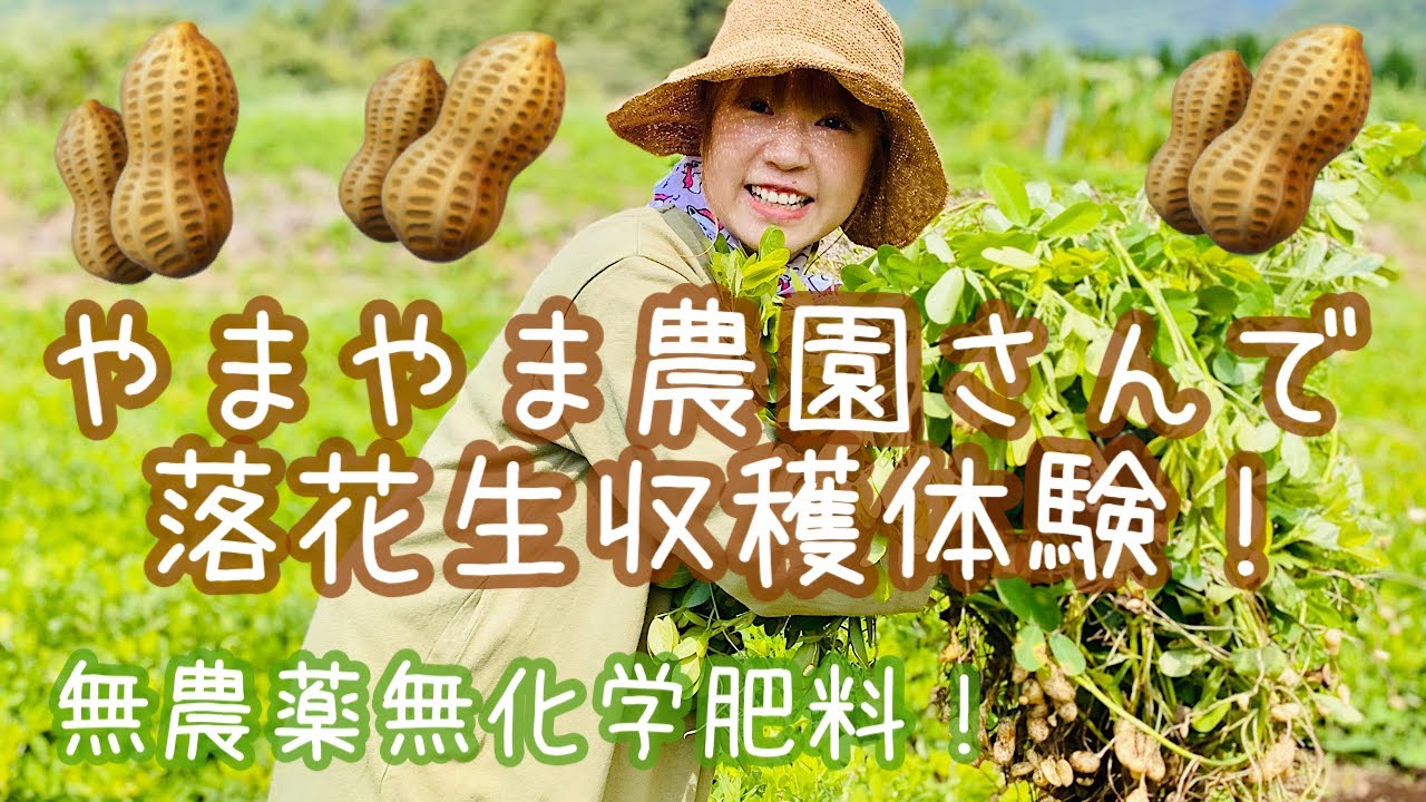 やまやま農園さんで落花生収穫体験！ジャンボジャンボ〜ぉ！🥜🥜