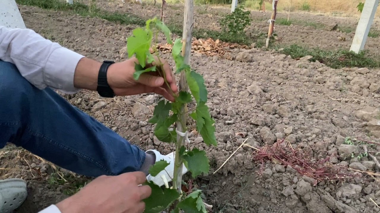 Kurutmalık Sultaniye Bağ Terbiyeleme, Fidanı Tele Alma, Şekil Verme,Taçlandırma/How to train grape?