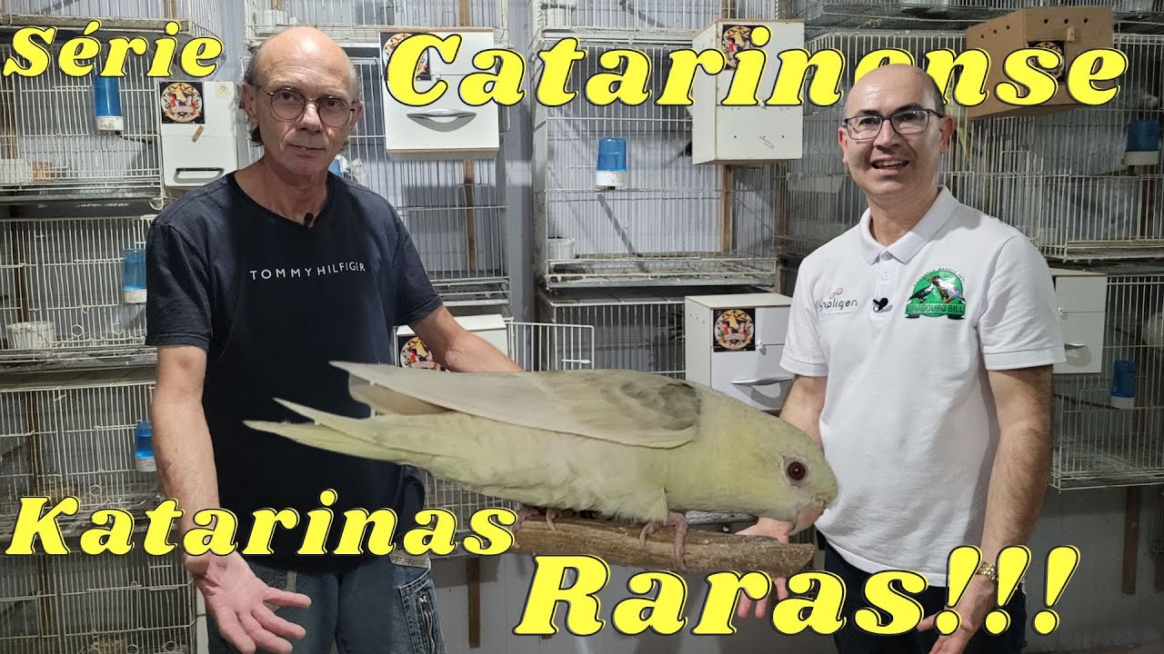 GILBERTO OLAVO SEHN CRIA TAMBÉM KATARINAS!!!