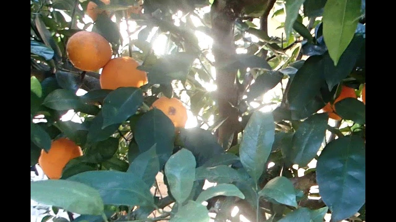Navel Orange is a HIT!