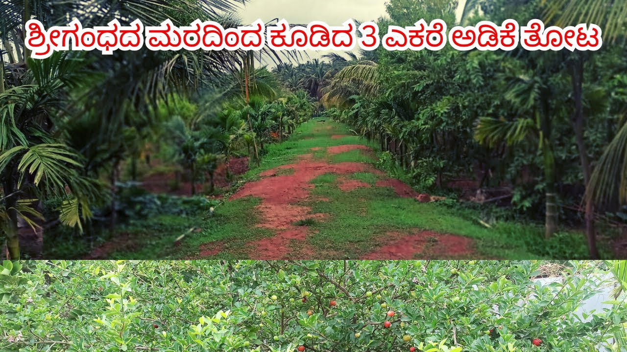 🔴SOLD | 3 ಎಕರೆ ಅಡಿಕೆ ಮತ್ತು ಶ್ರೀಗಂಧದ ತೋಟ ಮಾರಾಟಕ್ಕಿದೆ.