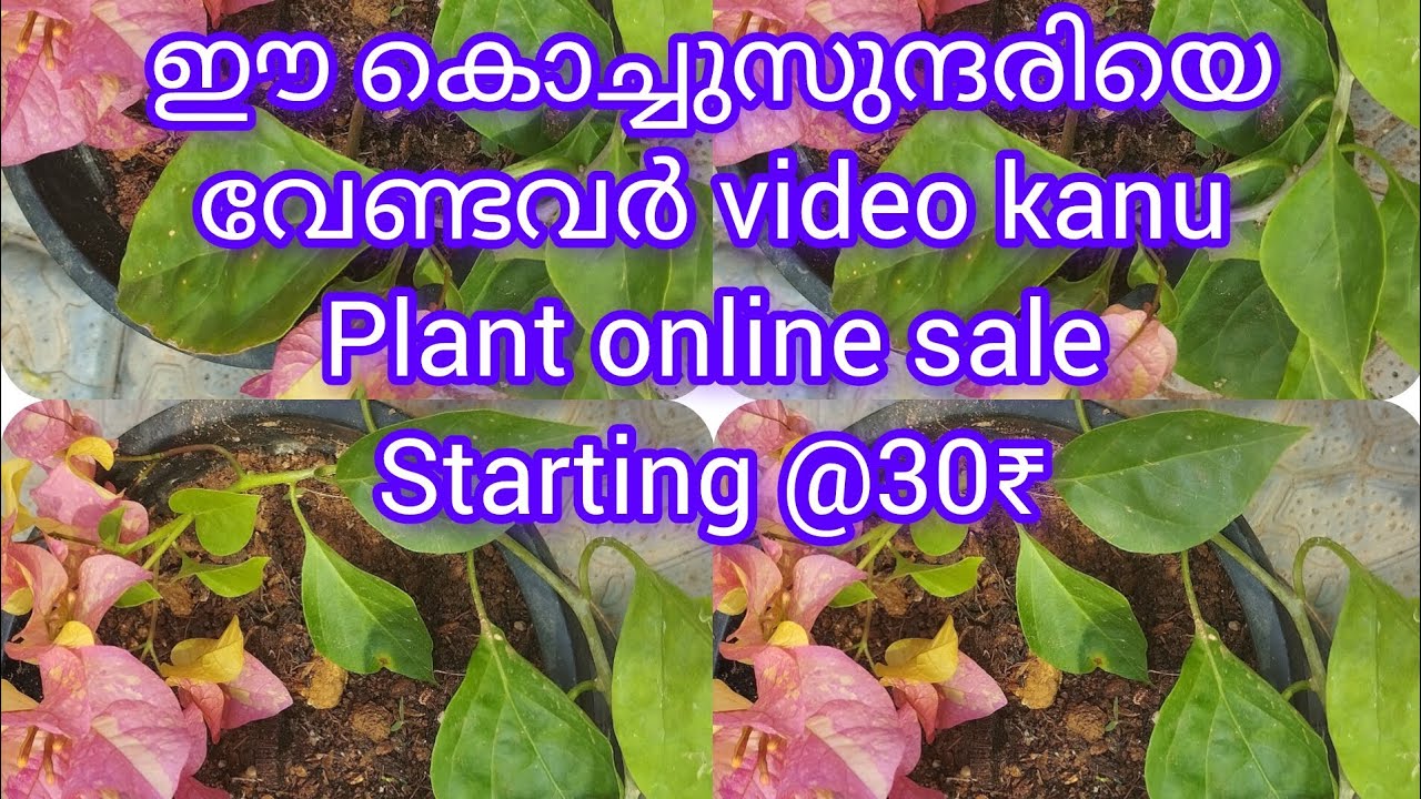 Bougainville small and mother plant#Youtube video #Online sale # Mixed plants #From30₹