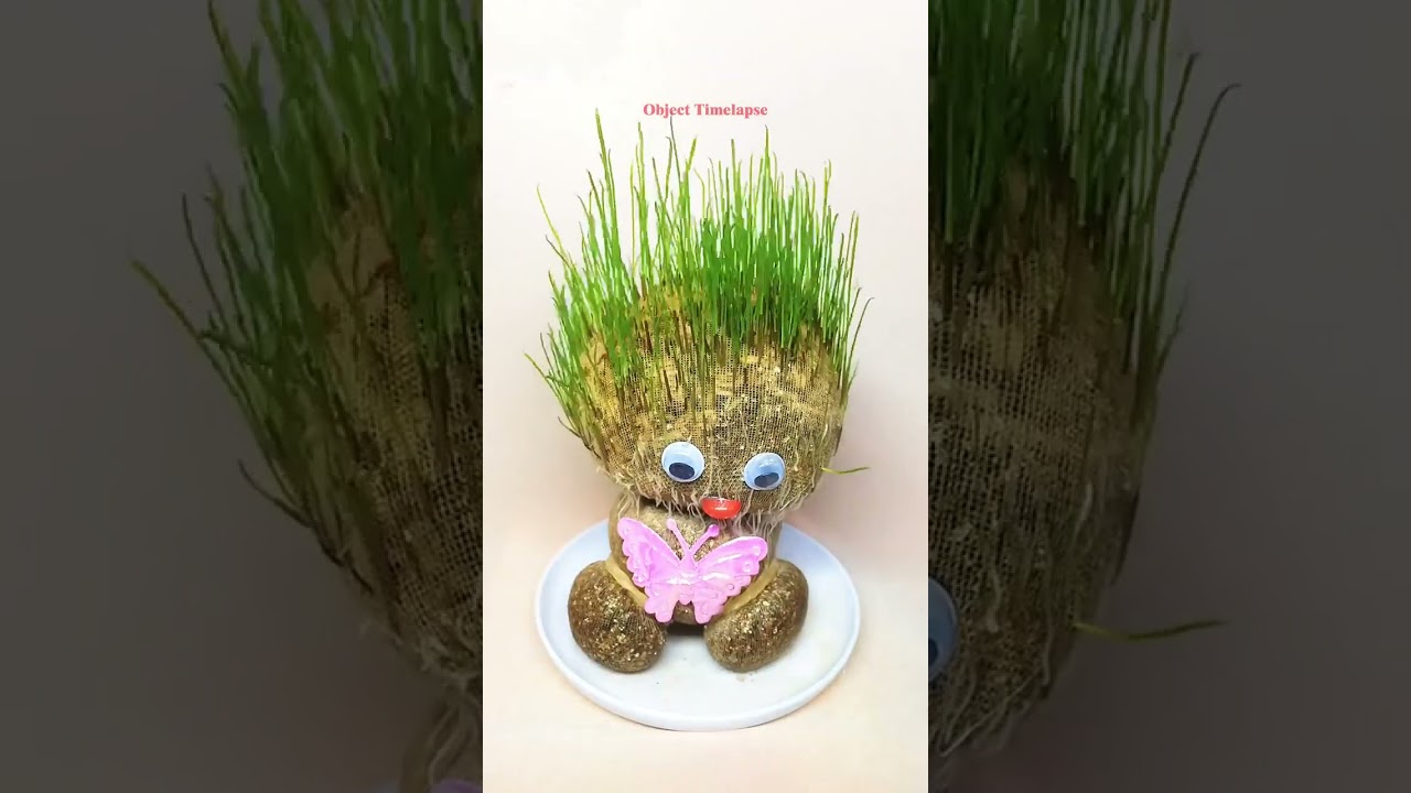 Dolly, rice slice to grow.#timelapse #satisfying #plants @AmazingTubeTimeLapse @Boxlapse