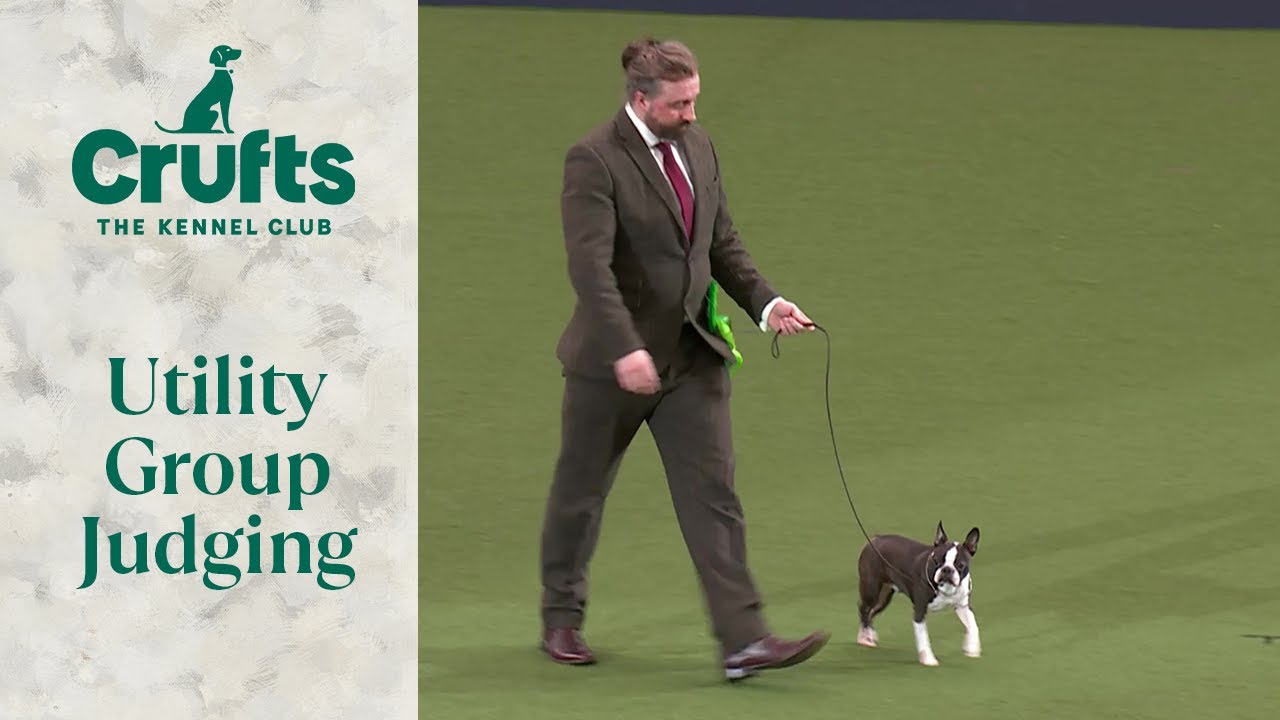 Оценка группы Utility | Crufts 2024