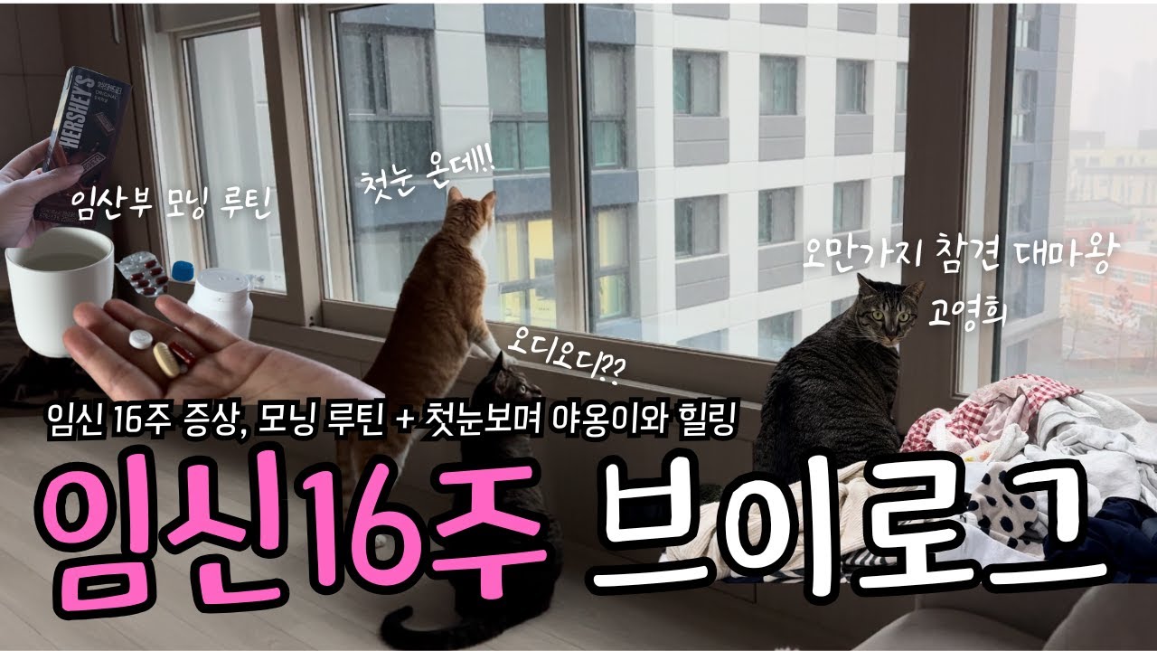 𝑽𝑳𝑶𝑮 임신 16주 증상 & 모닝 루틴｜임신 중 첫눈｜고양이와 보내는 임산부 일상🐾