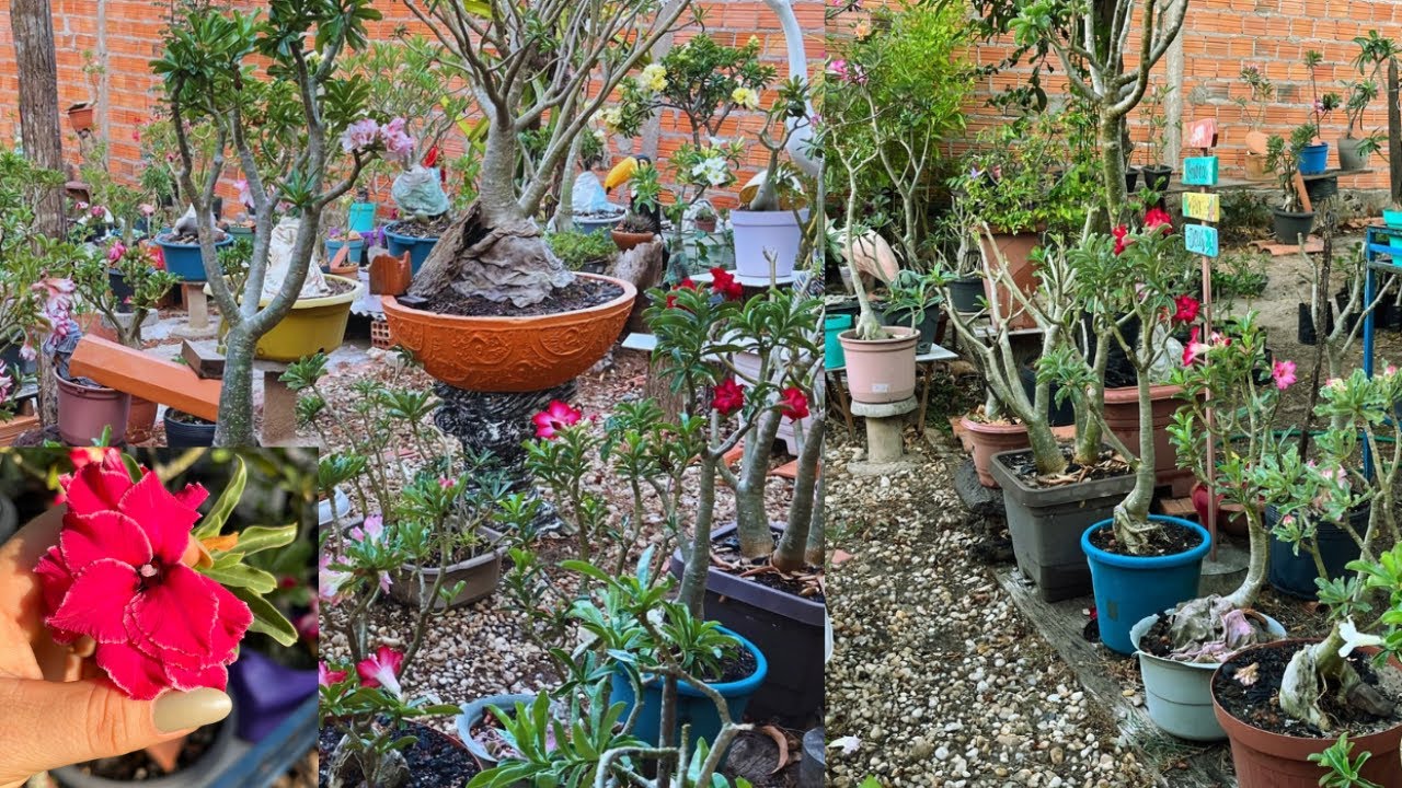 #rosasdodeserto : quem aqui ama passear no meu quintal? #jardim #plantas #flores #terapia 