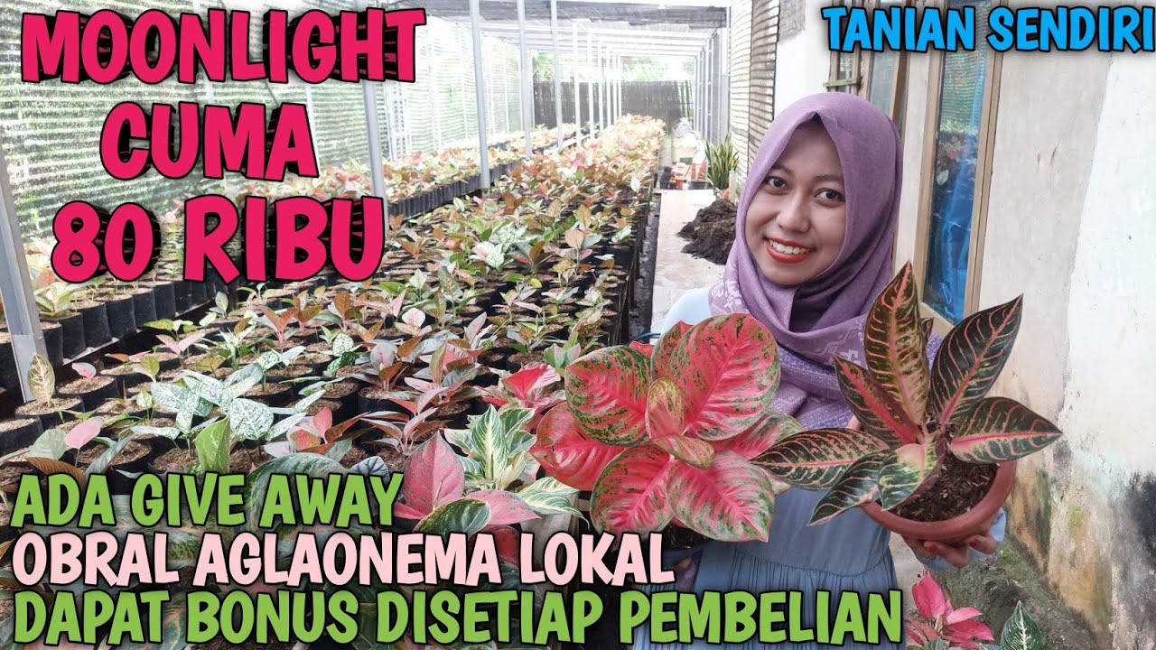 OBRAL AGLAONEMA 5 DESEMBER 2025 | TANIAN SENDIRI | 100% AMANAH | GARANSI TOTAL ❗️