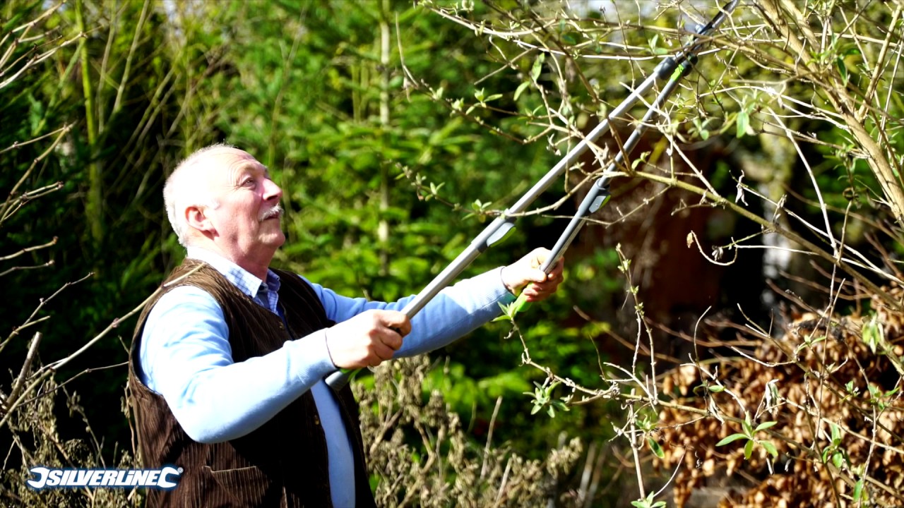 Choisir les bons outils pour r&eacute;ussir la taille des arbres