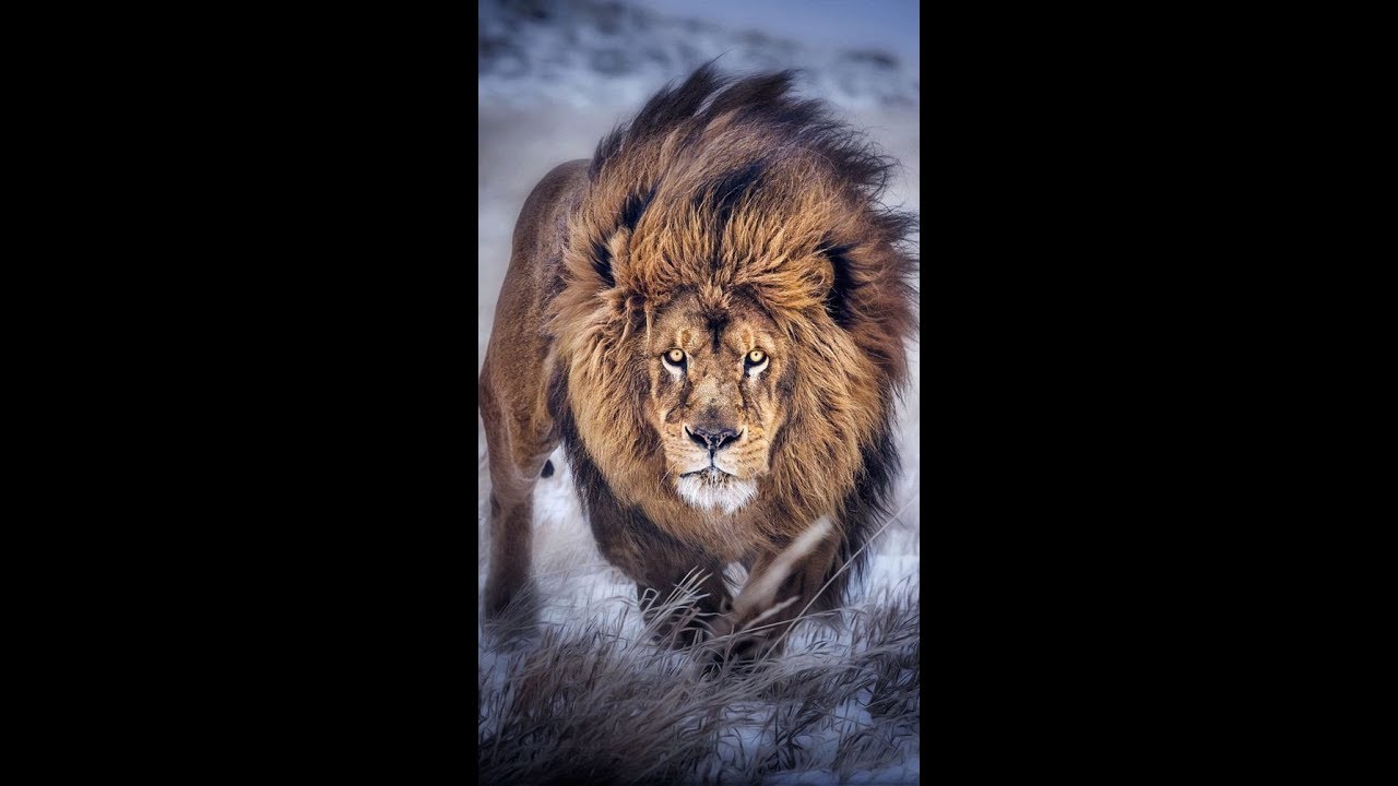 40 Best Lion Quotes Ideas And Photos