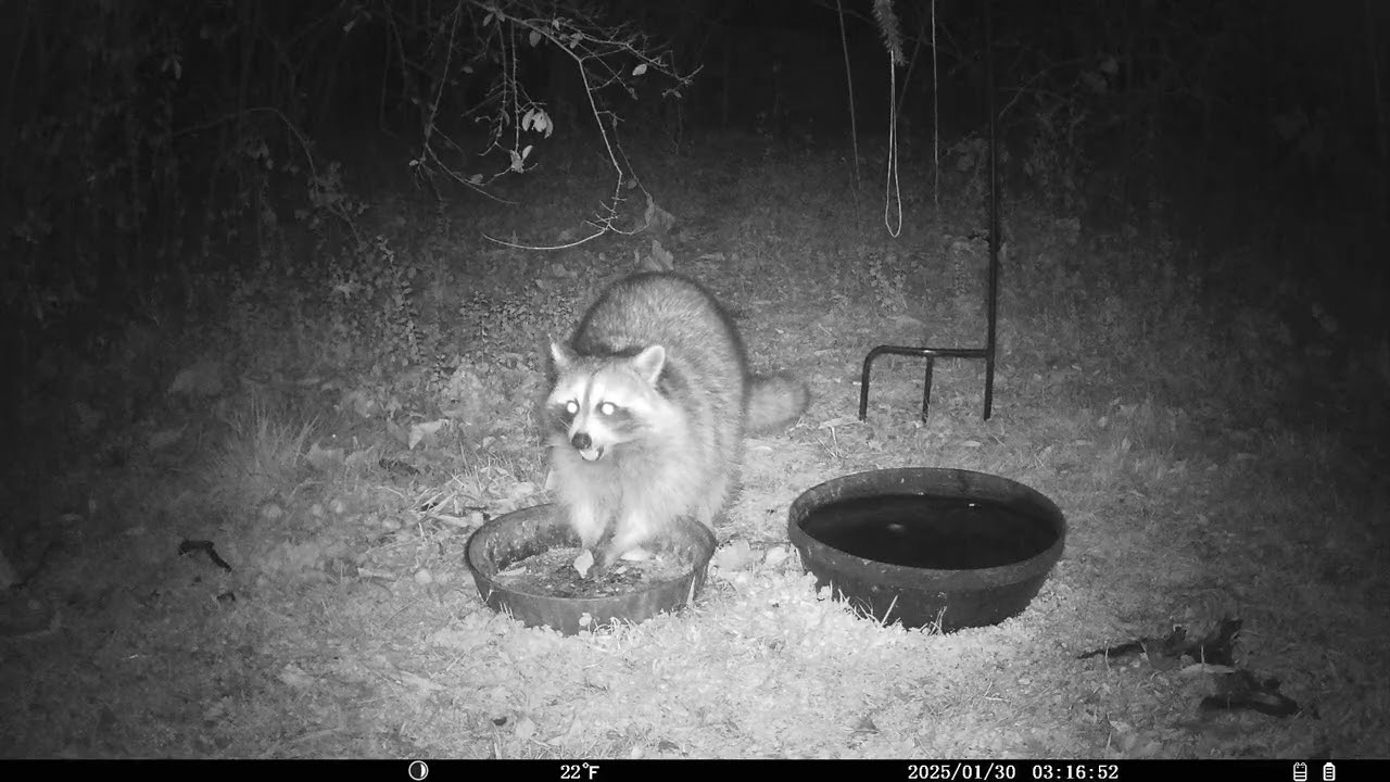 Trail Cam 2026 JAN 30