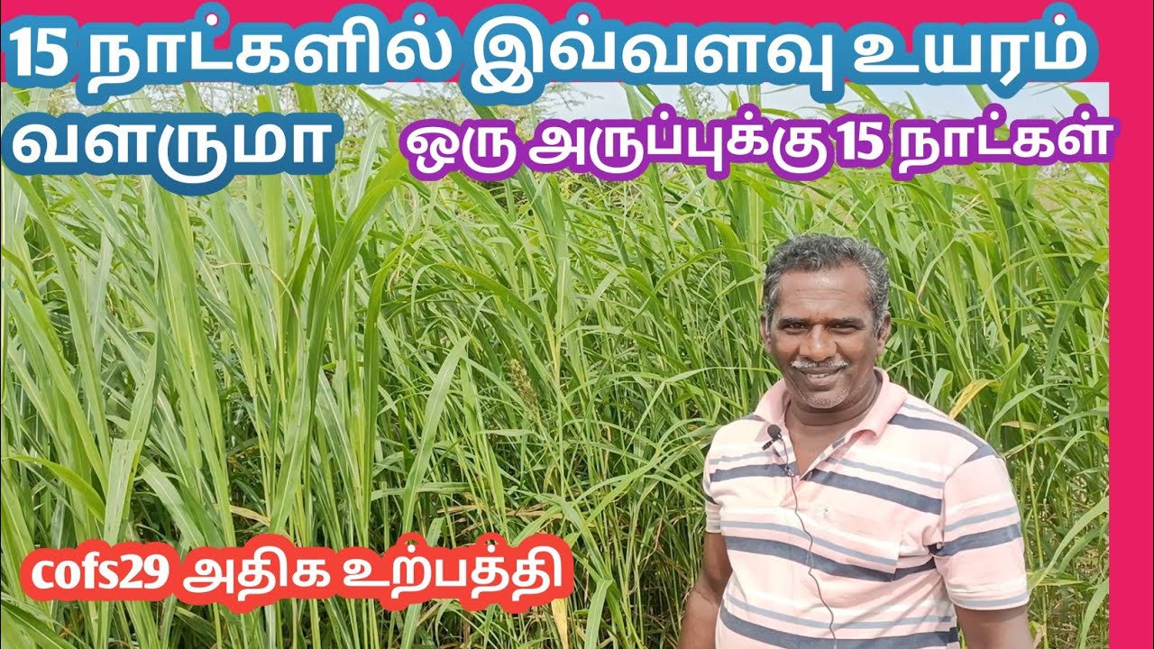 Cofs29 இவ்வளவு சிறந்த பசுதீவனமா | மாடுகளுக்கு இந்த வகை மிகவும் சிறந்து | kalnadai tholan | பசுதீவனம்