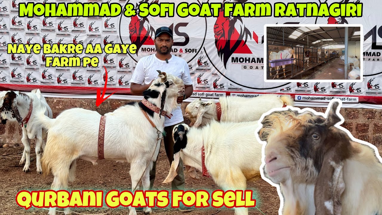 Qurbani Goats For Sell | New Lot Arrived at Mohammad & Sofi Goat Farm Ratnagiri | Rahid Solkar Vlogs