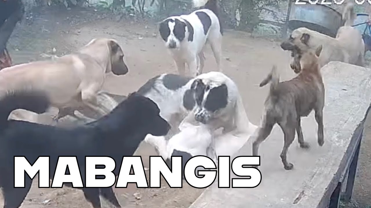 MABANGIS