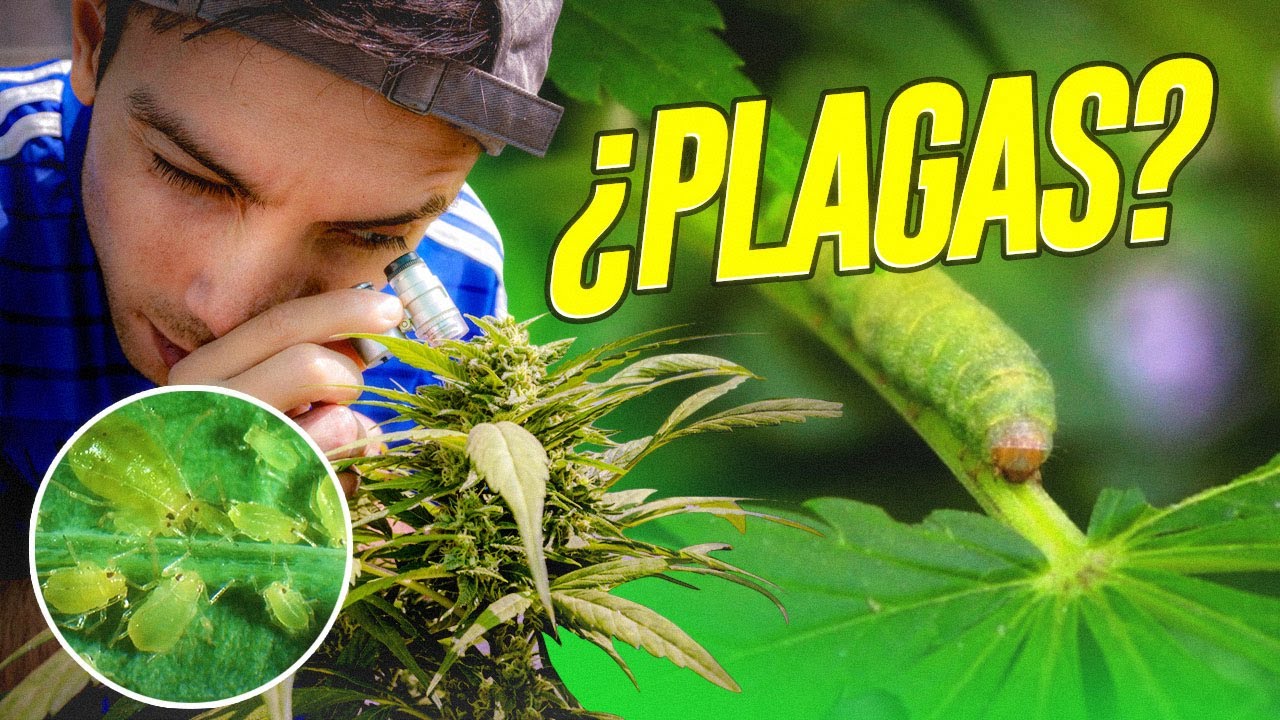 Las PLAGAS m&aacute;s comunes en el cultivo de Cannabis