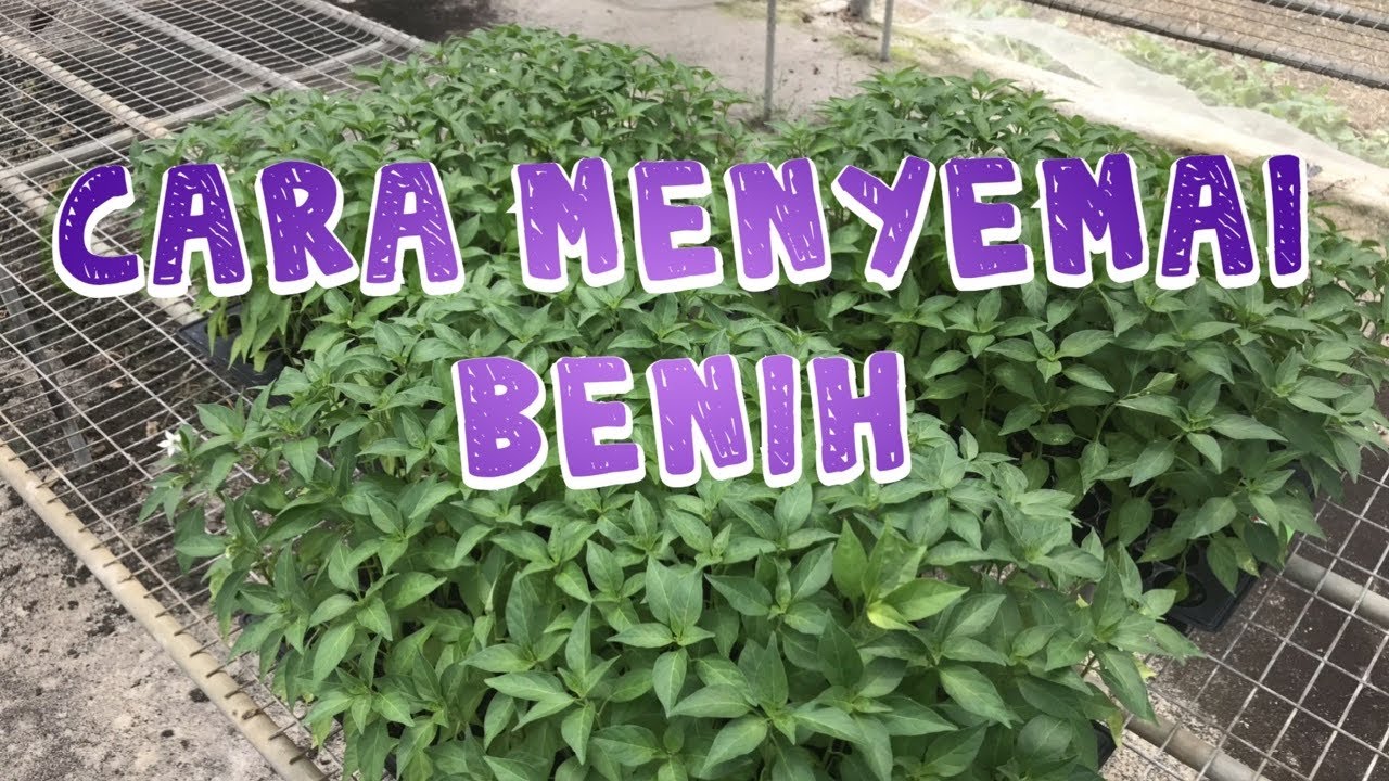 Tips @ Tutorial lengkap teknik menyemai biji benih yang betul