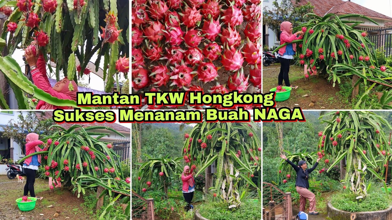 Panen Buah Naga | Mantan TKW Hongkong Sukses Menanam Buah Naga 