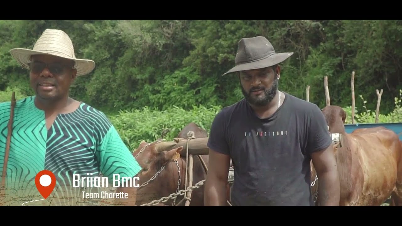 Reportage d'un attelage de bœuf de Brian et Johan