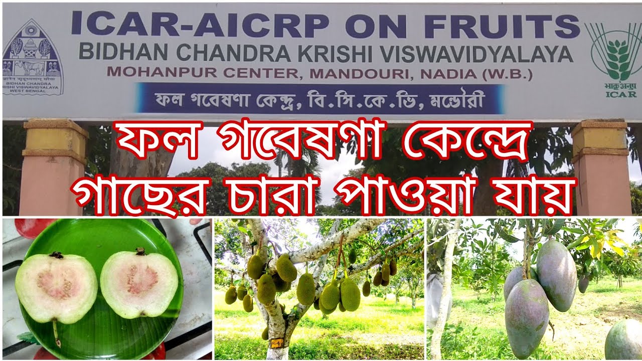 বিধানচন্দ্র কৃষি বিশ্ববিদ্যালয় সর্বভারতীয় ফল গবেষণা প্রকল্প | Fruits Research Centre
