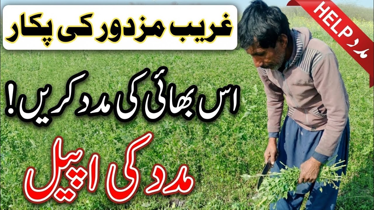 کھیتوں میں چارہ کاٹ کر زندگی گزارنے والا محنت کش |  جدوجہد کی کہانی@Raheinsaniat11
