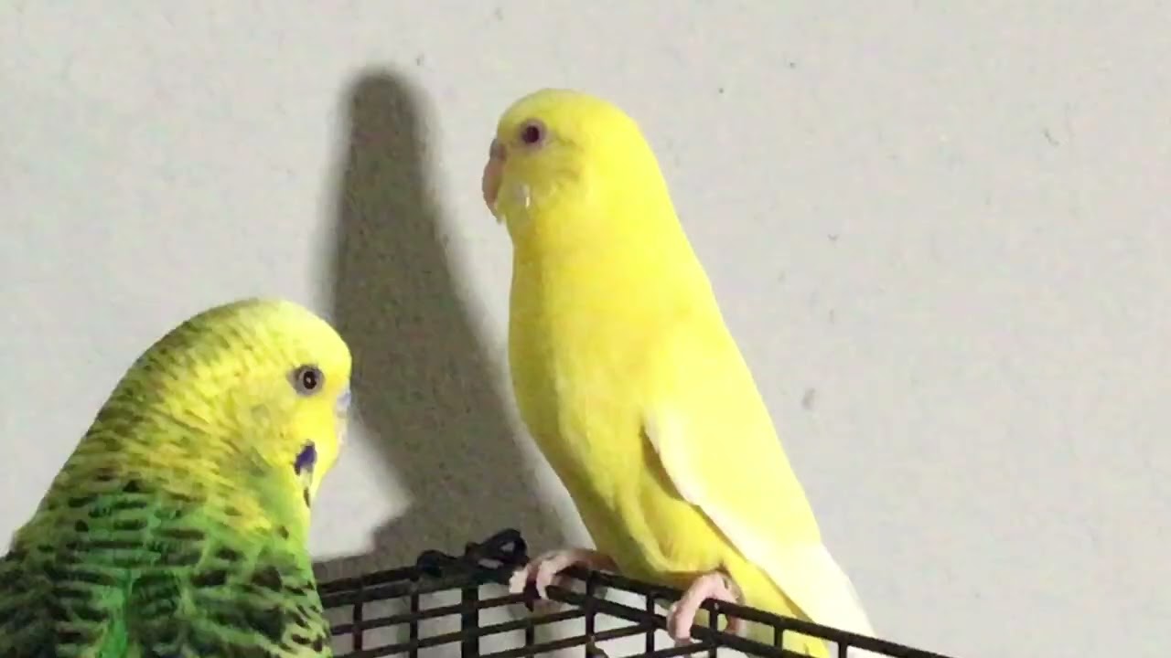 I miss them