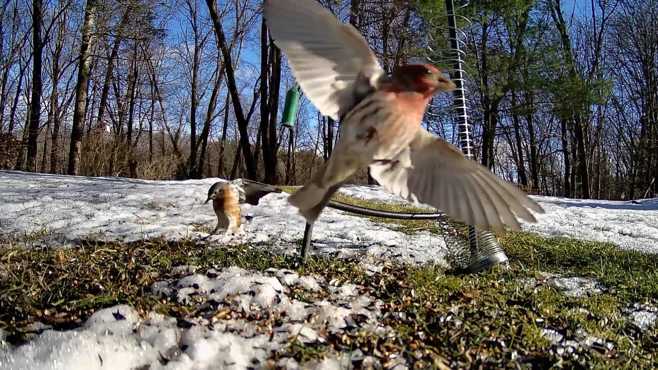 Birds N Buds.