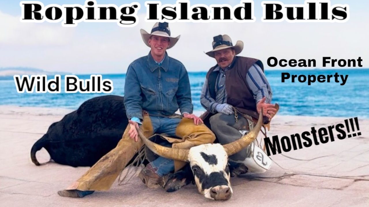 Roping Big Wild Bulls
