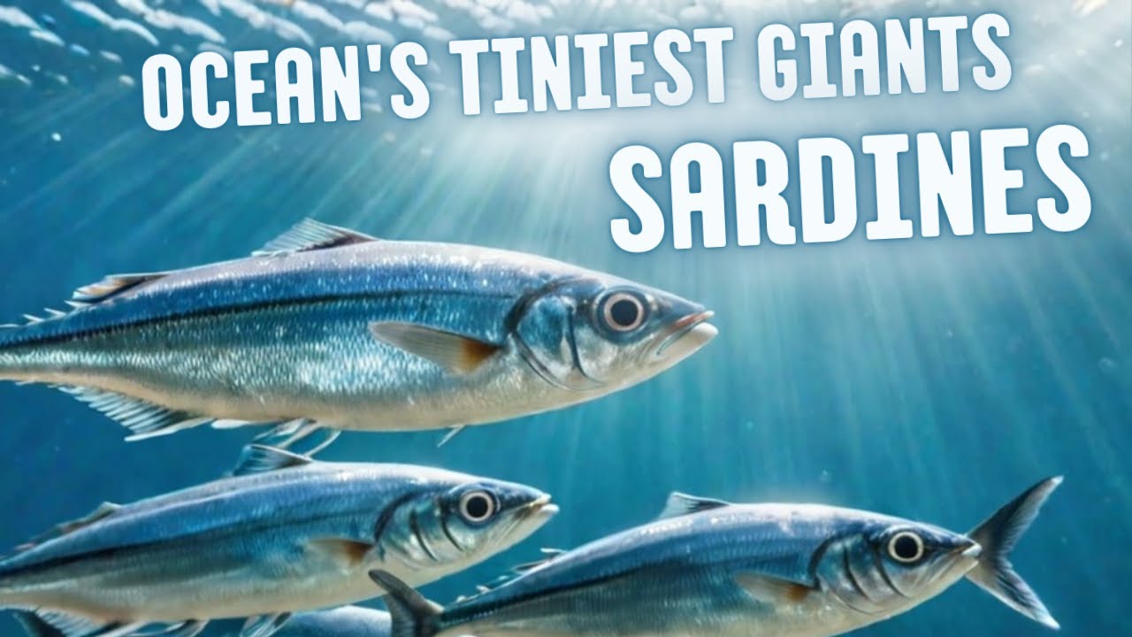 🌊 Discovering the Ocean's Tiniest Giants: The Secret Life of Sardines 🐟