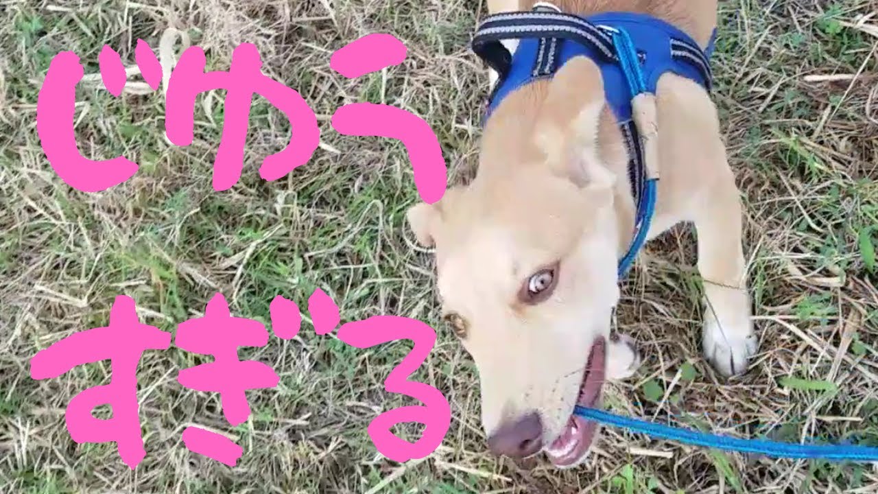 【捨犬保護】お散歩で自由すぎてわけがわからなくなりました