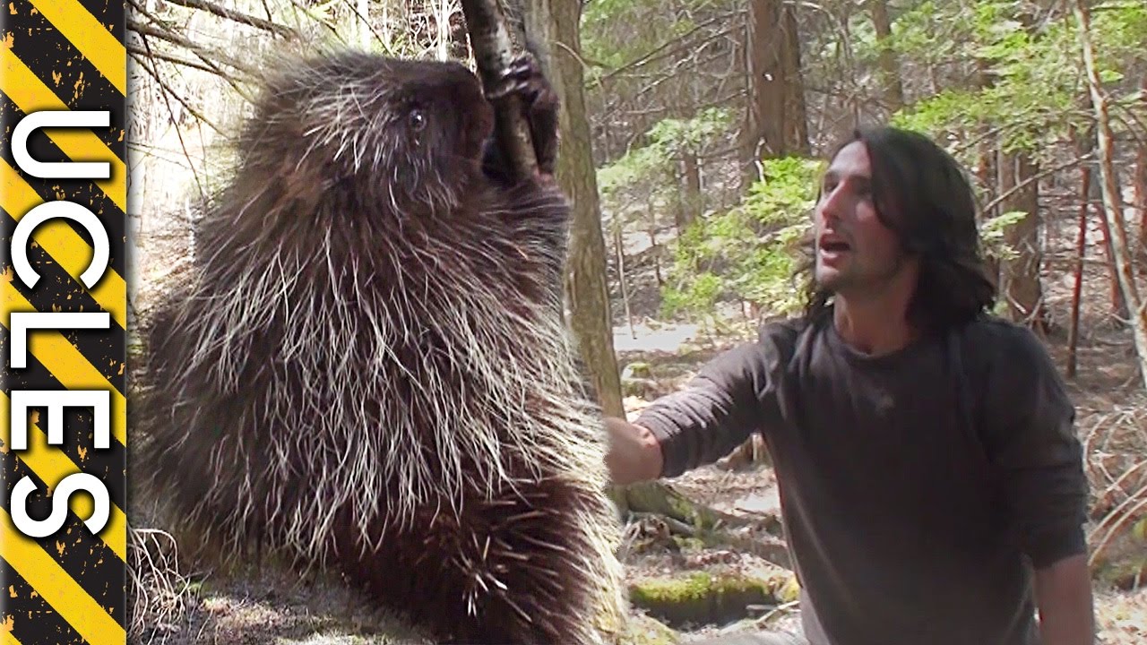 How to CATCH Nature's BIGGEST PRICK - The PORCUPINE