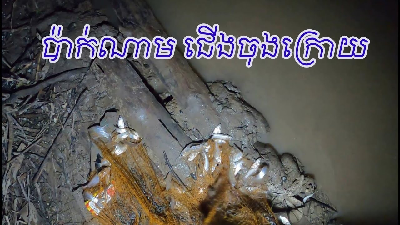 ត្រីក្រម៉មច្រើនដែរតែតូចៗ ប៉ាក់ណាមយប់ចុងក្រោយ Amazing Traditional Cast Net Fishing 2025 | #759