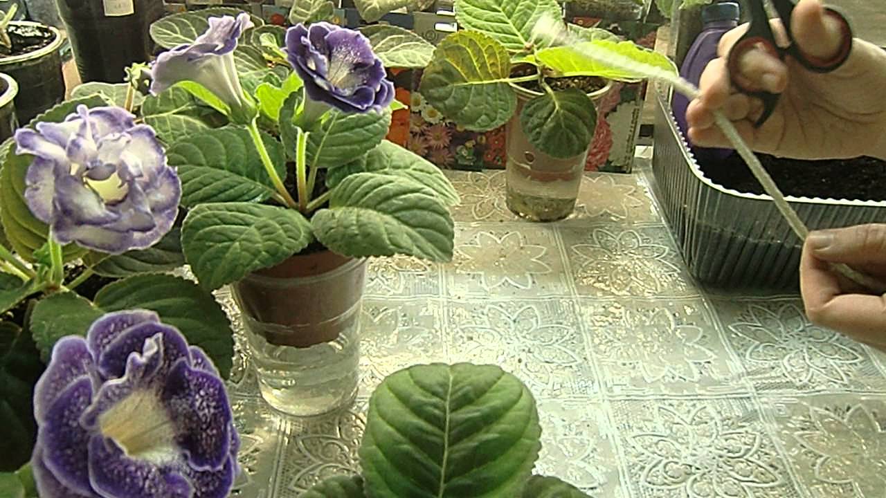 🌼Глоксинии на ФИТИЛЬНОМ ПОЛИВЕ !!! КРАСОТА !!!! 🌼 🌱How to grow gloxinia part №17