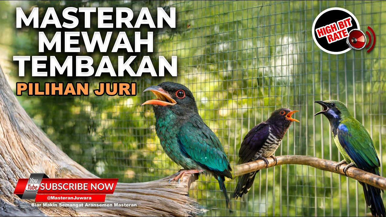 🔴Live Masteran Murai Batu Isian Mewah Cucak Cungkok Gacor Tengkek Buto Kedasih Viollet Cucak Jenggot