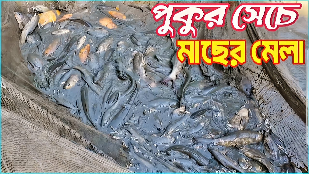পুকুর সেচে জাল টেনে এতো মাছ পাবো যা অবিশ্বাস্য । Village Fishing 🐟Love fish blog .