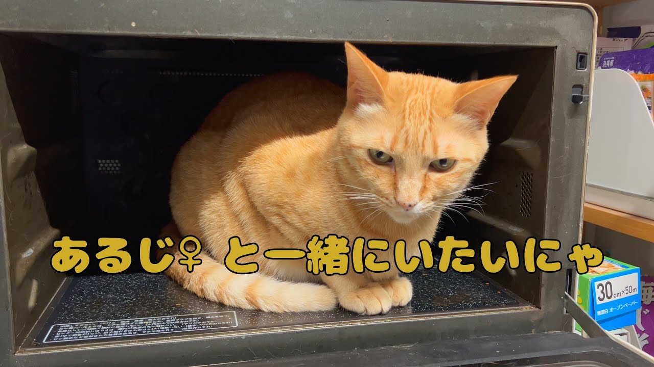 【保護猫】🐈あるじ♂よりあるじ♀が好きだにゃ🐈の巻【にゃんこ日和】【rescued cat】