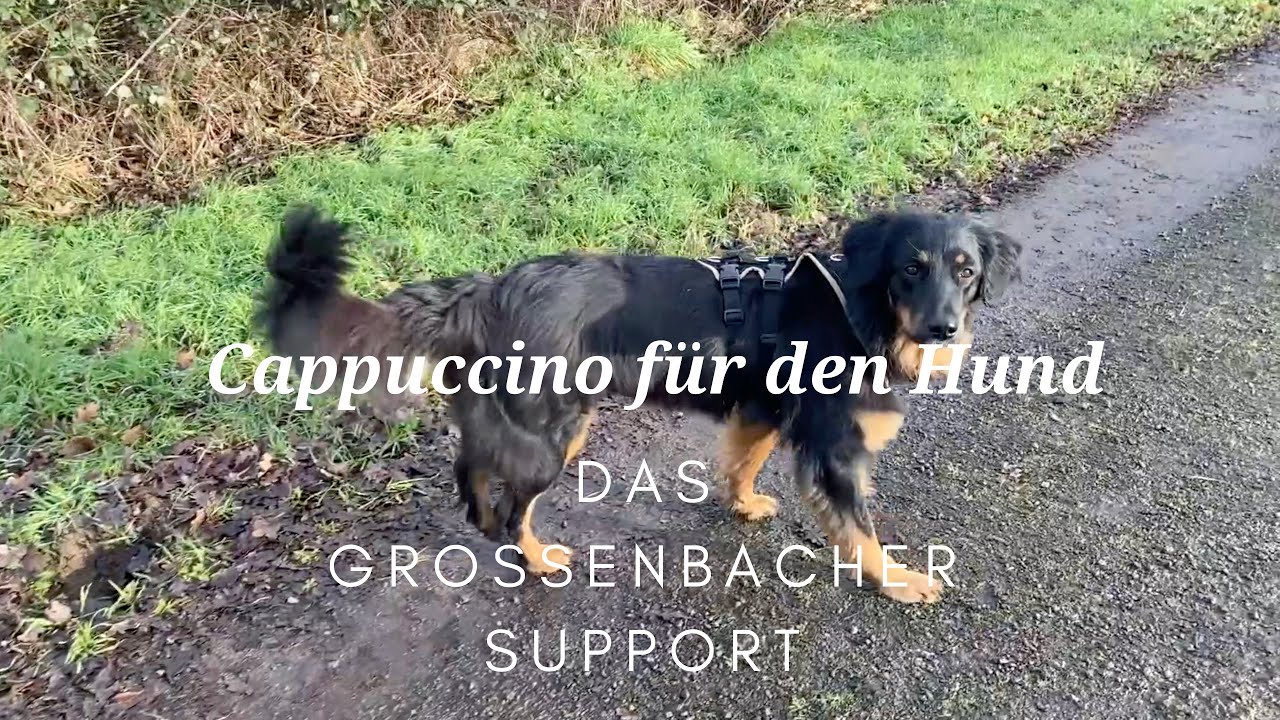 Grossenbacher Support Geschirr: Perfekt f&uuml;r gro&szlig;e, lange & sportliche Hunde wie den Hovawart!