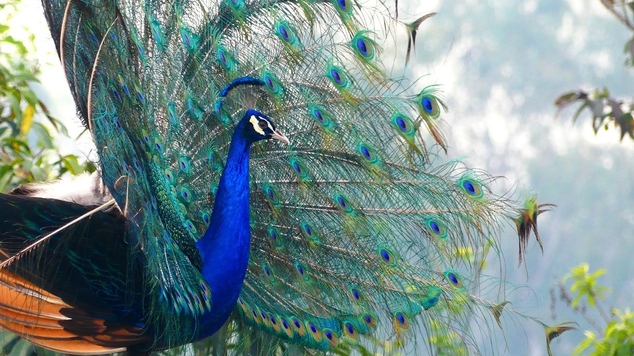 Peacock Bird HQ video sound footage original #animals4k