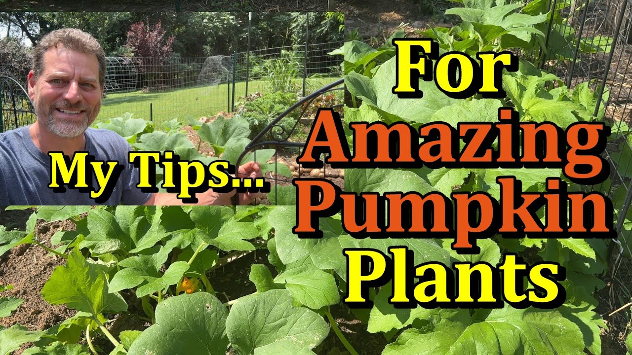 How to Care for Pumpkin Plants - Get More Pumpkins! (Watering, Fertilizing, Pest & Disease Care)