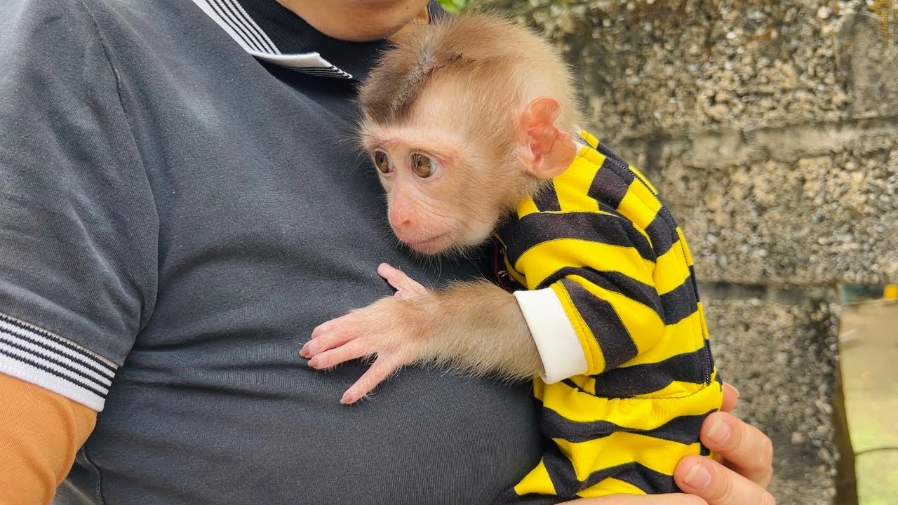 Baby monkey Tina woke up in a state of anxiety and went looking for her mother.