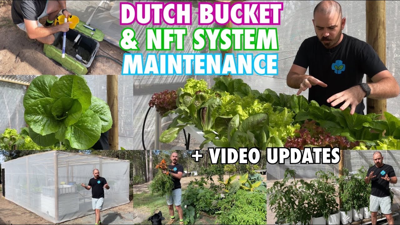 Dutch Bucket & NFT System Maintenance + Video Updates