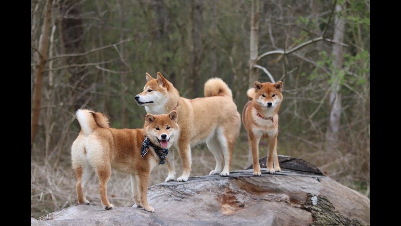 S'informer sur le Shiba
